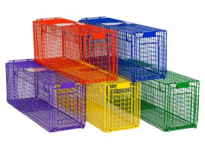 30FCD Fat Cat - Custom Color